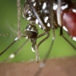Dengue, zika e chikungunya agem na surdina em meio a pandemia do Coronavírus