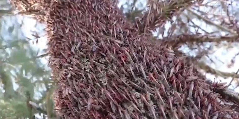 Governo decreta emergência por conta dos gafanhotos