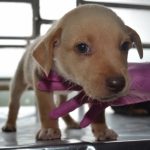 Procura por cães e gatos para adoção é baixa neste período de pandemia em Feira de Santana