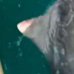 Porto Seguro: Pescador joga rede e é surpreendido como tubarão de 120 kg
