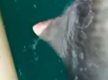 Porto Seguro: Pescador joga rede e é surpreendido como tubarão de 120 kg