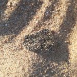 Manchas de óleo continuam sendo encontradas em praias da Bahia