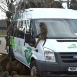 Macacos armados com facas e furadeiras atacam turistas na Inglaterra