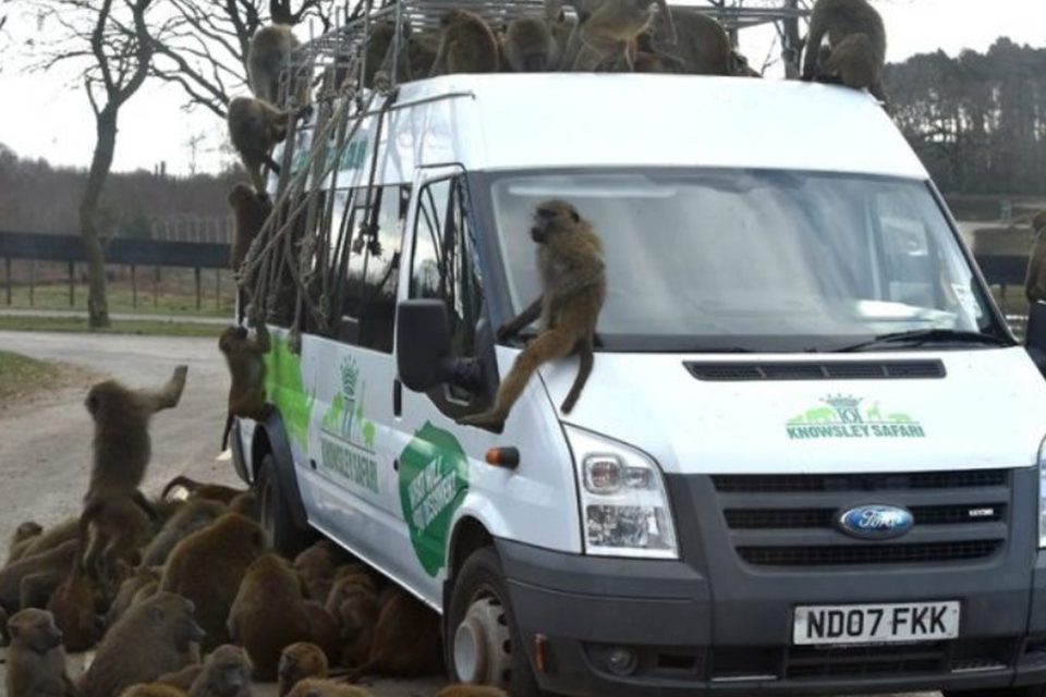 Macacos armados com facas e furadeiras atacam turistas na Inglaterra