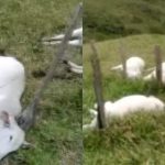 Bezerros são encontrados mortos em fazenda no Sul da Bahia
