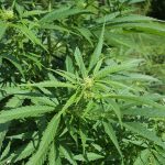 Candidato do PSOL é notificado por apologia ao uso de maconha; veja