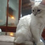 Gata no Mato Grosso é primeiro animal do Brasil infectado com Covid-19