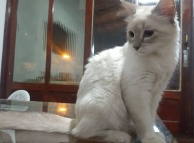 Gata no Mato Grosso é primeiro animal do Brasil infectado com Covid-19