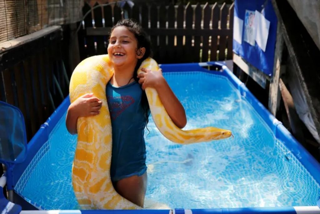 Vídeo de menina nadando com píton de quase 4 metros impressiona as redes sociais; veja