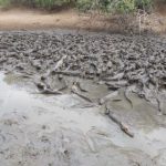 Açude seca e 5 mil jacarés podem morrer após ficarem ‘atolados’ no pantanal