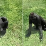 Em momento fofo, gorila ‘gentil’ tenta ajudar pássaro ferido a voar; veja
