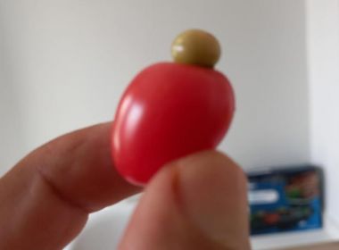Tomate brota em forma de caju em horta plantada embaixo de cajueiro; veja
