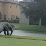 Jacaré gigante aparece em campo de golfe durante passagem de ciclone; veja