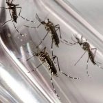Casos de chikungunya crescem 25 vezes em Feira de Santana; dengue tem queda