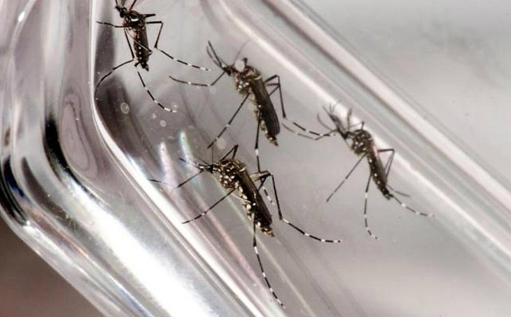 Casos de chikungunya crescem 25 vezes em Feira de Santana; dengue tem queda