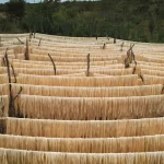 Bahia lidera produção mundial de sisal  
