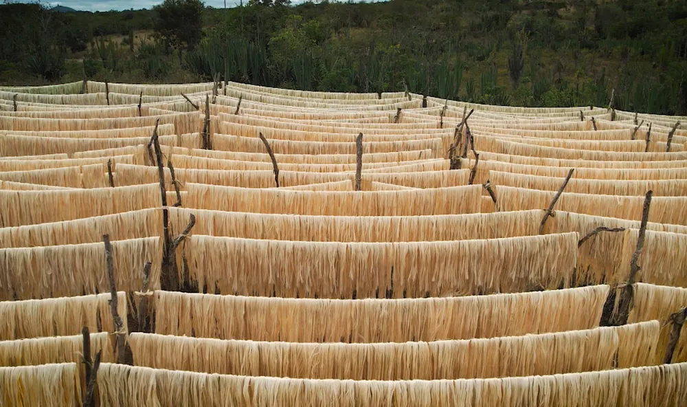 Bahia lidera produção mundial de sisal  