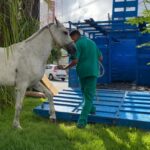 Centro de Zoonoses deve ser acionado nos casos de animais soltos em vias públicas