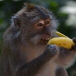 Macacos em Bali aprenderam a roubar os celulares das pessoas e negociá-los por comida; VEJA VÍDEO
