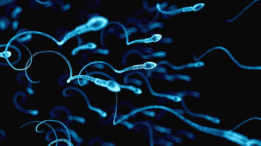 Espermatozoides não obedecem à terceira lei do movimento de Newton, diz estudo