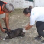 Vacinação contra a raiva ocorre em dez localidades nesta semana