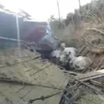 Caminhão com gado capota e alguns animais não sobrevivem no sudoeste do estado