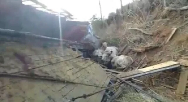 Caminhão com gado capota e alguns animais não sobrevivem no sudoeste do estado