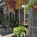 Na véspera do Dia de Finados, floristas comemoram aumento nas vendas