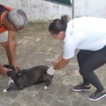 Vacinação antirrábica intensificada no povoado de Galhardo na próxima semana