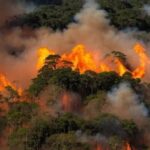 Governo Lula e o desastre ambiental nas florestas do Brasil