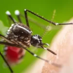 Primeira vacina contra chikungunya é aprovada