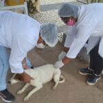 Centro de Zoonoses inicia vacinação contra a raiva nas unidades de saúde