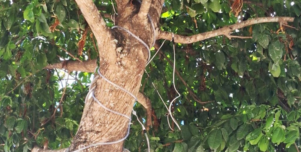 Itens são furtados da iluminação especial do Natal