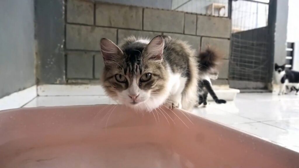 Centro de Zoonoses atendeu mais de 300 ocorrências de abandono e maus-tratos de animais