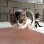 Centro de Zoonoses atendeu mais de 300 ocorrências de abandono e maus-tratos de animais