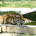 Zoológico flagra tigre com sapato na boca e descobre corpo na jaula