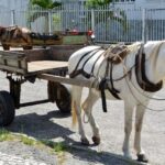 Promulgada Lei Municipal que determina a retirada gradativa de carroças nas vias urbanas
