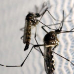 Feira de Santana registra 166 casos de dengue e especialista reforça importância da hidratação