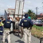 Operação Rodovida recolhe animais soltos nas rodovias