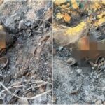 Ossada humana é encontrada no bairro Tomba