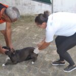 Vacinação antirrábica segue em quatro bairros e no distrito de Jaguara