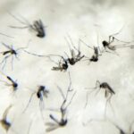 Casos de dengue aumentaram 26% em relação a janeiro de 2023