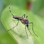 Argentina enfrenta ‘invasão’ de aedes aegypti e bate recorde de casos de dengue