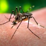 Abramed alerta para uma possível epidemia de dengue no Brasil