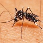 Feira notificou 2.845 casos de dengue em 2023
