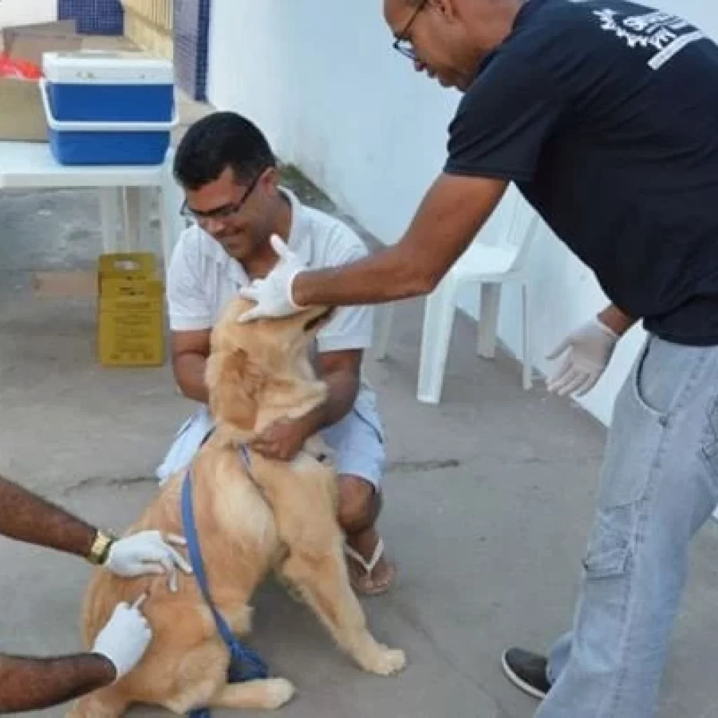 Confira os locais com vacinação antirrábica nesta semana