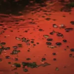 Chuva de sangue pode atingir o Reino Unido; entenda