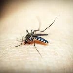 Anvisa alerta sobre repelentes adequados contra a dengue