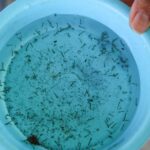 Sesab confirma quarta morte por dengue no estado
