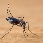 Brasil pode bater recorde e ter 4,2 milhões de casos de dengue em 2024